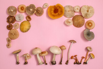 Fototapeta na wymiar Different specias of forest mushrooms on a pink background