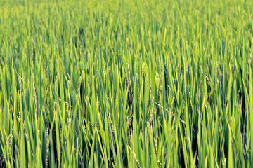 Closeup of rice paddy with ears in detail
