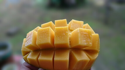Beautiful mangoes
