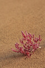 Small pink shrub on the sand-Badain Jaran Desert megadune-Inner Mongolia-China-1157