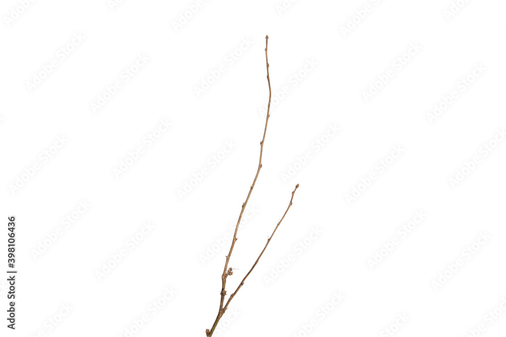 Poster tree branch without leaves isolated on white background