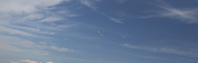 Fliegen