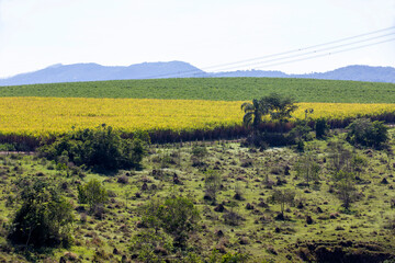Sugarcane plantation amid natural fields and other crops