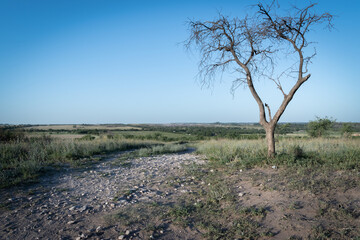 Landscape in La pampa argentina