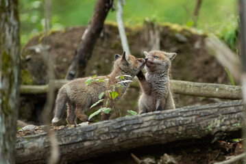 tendresse de renardeau 