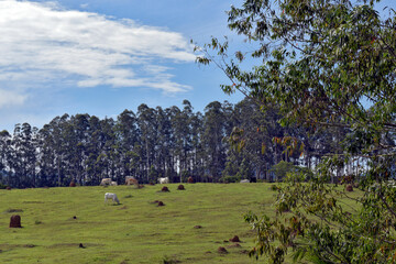 Rural landscape with cattle, trees, hills and blue sky