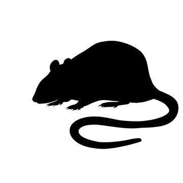 recommend clip art: Icon of rat silhouette. Black vector illustration of rodent
