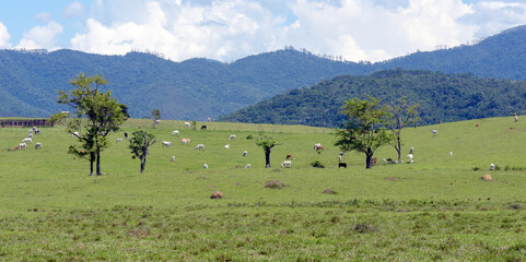 Rural landscape with cattle, trees, hills and blue sky