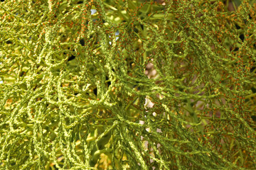 Wodyetia bifurcata flower are blooming