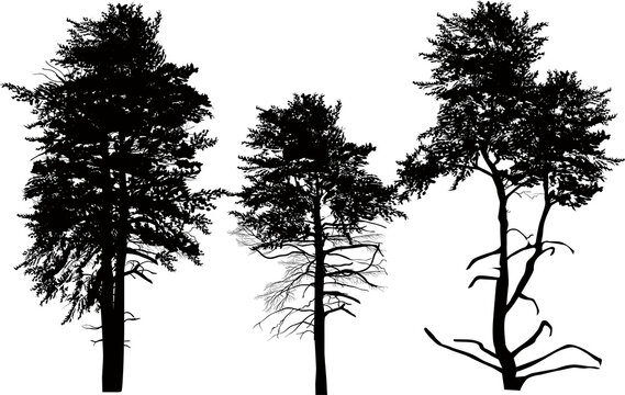 three high pine silhouettes group on white