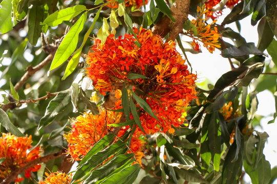 Saraca indica flower are blooming