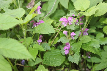 flowers in the garden