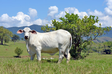 Closeup of Nellore calf in the meadow with trees