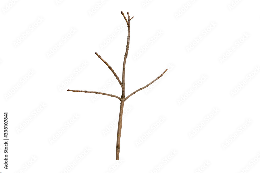 Poster tree branch without leaves isolated on white background