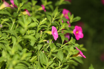 Otacanthus caeruleus Lindl flower are blooming