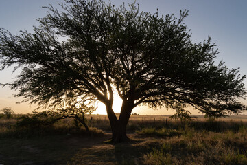 Fototapeta na wymiar Calden tree sunset in La Pampa Argentina