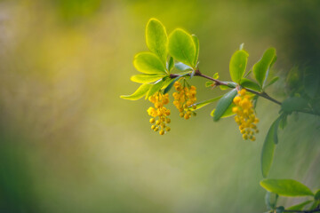 Yellow flowers in spring bokeh