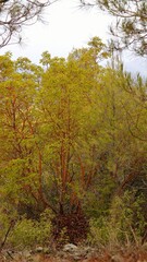 autumn forest in the morning. A tree with a red trunk and green-yellow leaves