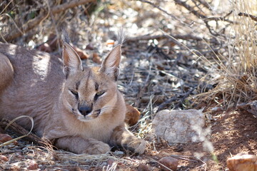 NAMIBIA, CARACAL IN THE SHADOW