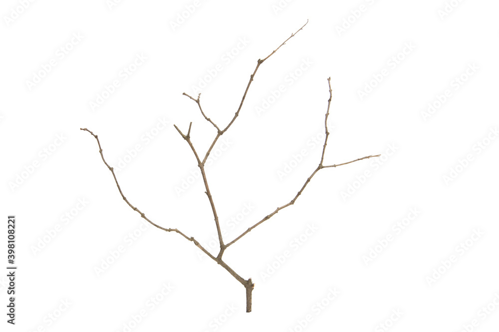 Poster tree branch without leaves isolated on white background