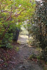 Path in the middle of the forest