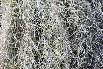 Spanish moss are blooming up