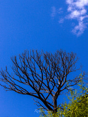 tree and sky