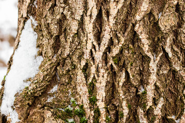 wooden wall, concept background