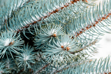 Naklejka na ściany i meble Christmas tree is a green tree.Winter.background.spruce branch.the concept of holiday and winter.