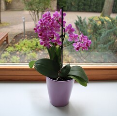 Indoor lilac flowers in a small pot are on the windowsill in the house