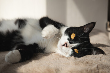 Funny cute black and white Tuxedo cat lying in the sun on soft blanket near window on windowsill and looking at camera.