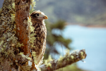 juvenile yellow-headed caracara close up
