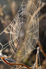 Tela de araña con rocio de la mañana
