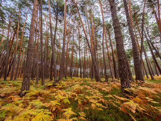 Beautiful pine forest with ferns in autumn.