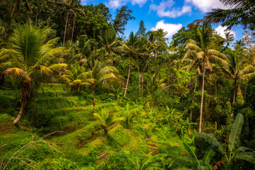 Fototapeta na wymiar Tropical peaceful palm forest
