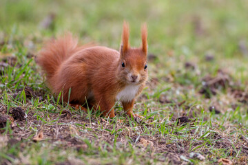 Eichhörnchen (Sciurus vulgaris)