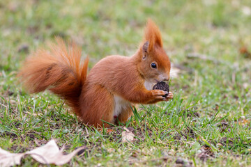 Eichhörnchen (Sciurus vulgaris)
