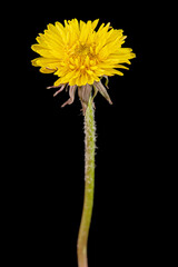 Yellow flower of dandelion, isolated on black background