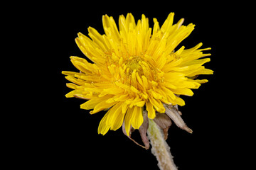 Yellow flower of dandelion, isolated on black background