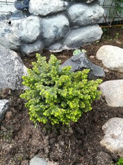 Beautiful fluffy Picea Little Gem on a stony flowerbed with new spring vegetation branches. conifers.Floral desktop Wallpaper