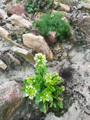 low creepers on a rocky garden alpine slide and a Czech rolling pin with blooming flowers on a summer day.Floral Wallpaper