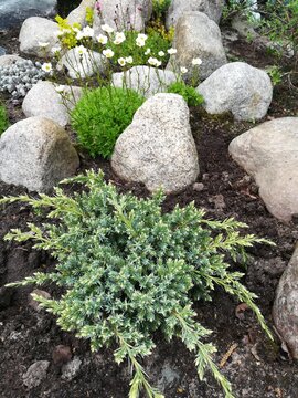 Juniperus squamata Holger, round stones and green spikelets on a flowerbed. Gardening. Landscape design.Garden alpine hill with blooming saxifrage