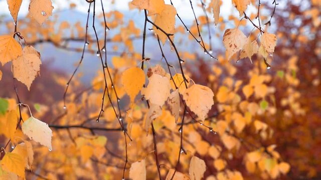 Yellow leaves with water drops in fall time footage