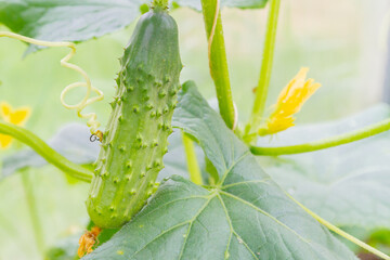 Mature cucumbers in the greenhouse hanging on a branch