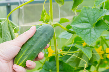 Woman's hand removes a cucumber from a branch in the greenhouse