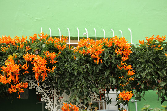 Green house with orange flowers in Cape Town Bo-Kaap - Powered by Adobe