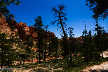 stati uniti Bryce Canyon - landscape