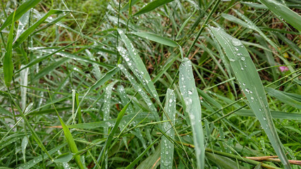 Water drops after rain on the green grass