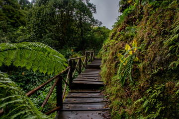 Trail in the jungle forest of the azores islands on a rainy day