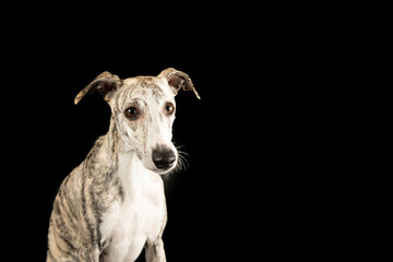 Lustiges Porträt eines Whippet-Hundes auf isoliertem schwarzen Hintergrund